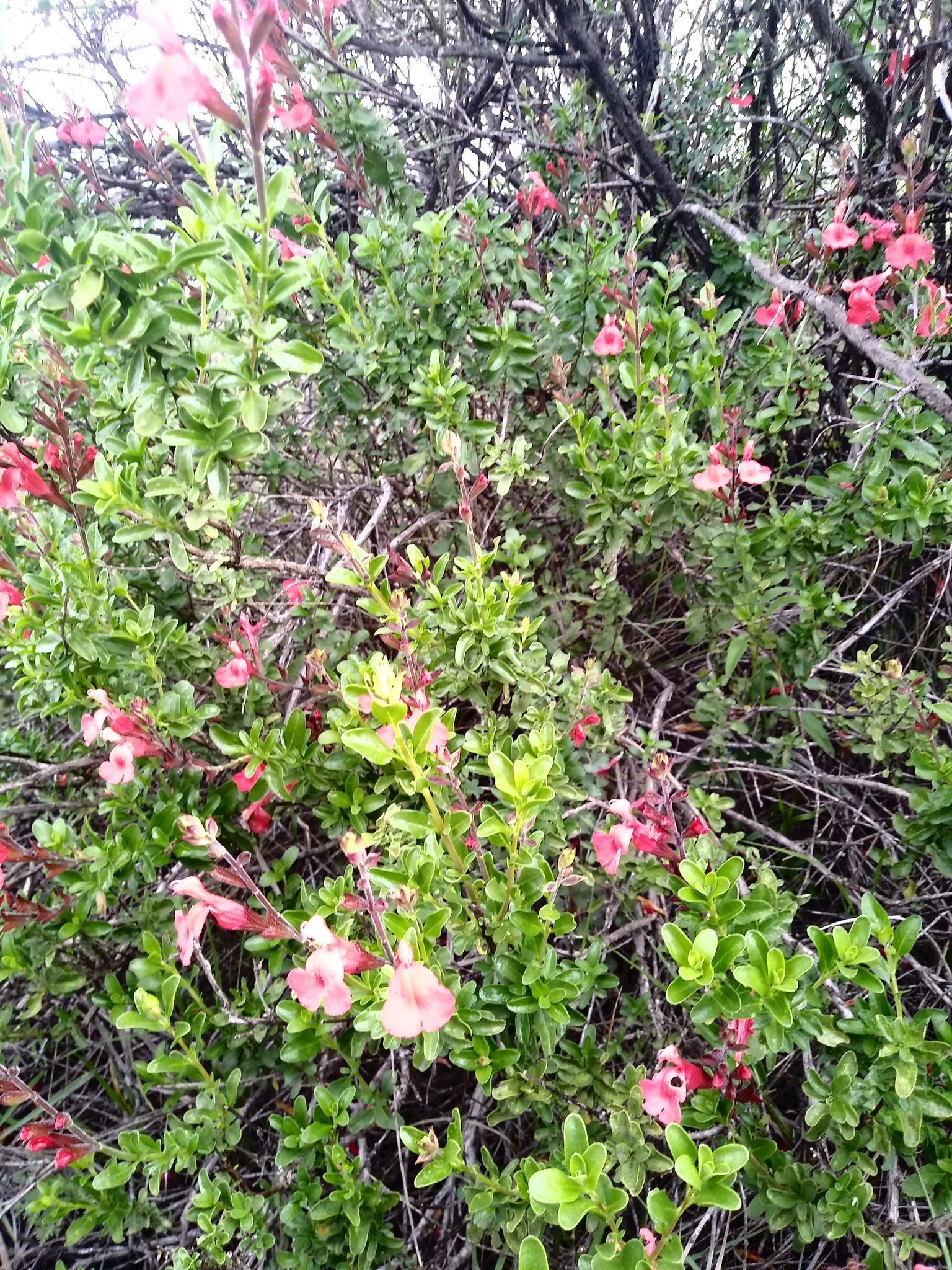 Salvia greggii